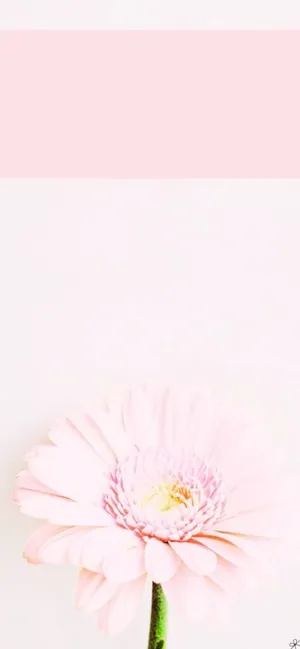 Look Like A Princess With A New Light Pink Iphone! Wallpaper