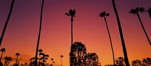 Los Angeles Sunset Over Trees Wallpaper