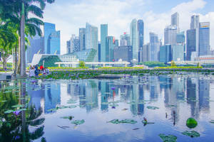 Lotus Pond In Singapore Wallpaper