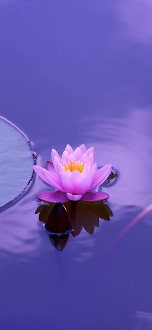 Lotus Purple Hd Apple Flower Wallpaper