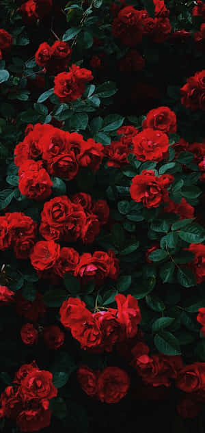 Love Is In The Air With This Big And Beautiful Cute Rose Wallpaper