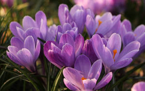 Lovely Blooms Of Saffron Wallpaper