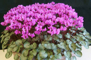 Lovely Cyclamen Alpinum Wallpaper