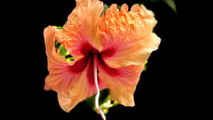 Lovely Orange Hawaiian Hibiscus Flower Wallpaper