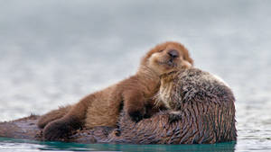 Lovely Otter Animal Wallpaper