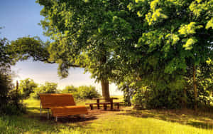 Lovely Park Bench Sunny Day Wallpaper