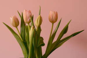Lovely Peach Tulips Hd Wallpaper