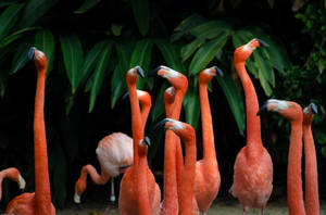 Lovely Pink Flamingo Birds Standing Around Wallpaper