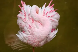Lovely Pink Sleeping Flamingo Wallpaper