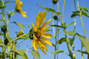 Lovely Sunflower Aesthetic Wallpaper