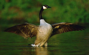 Lovely Wild Goose Wallpaper