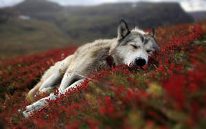 Lovely Wolf Desktop Wallpaper