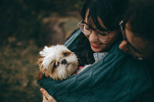 Lovers With Shih Tzu Wallpaper