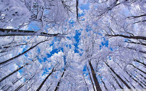 Low Angle Winter Trees Wallpaper