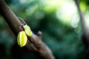 Luscious Star Fruit Flourishing On A Branch Wallpaper