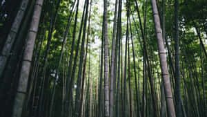 Lush Bamboo Forest Wallpaper