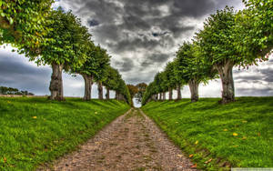 Lush Green Forest Pathway Wallpaper