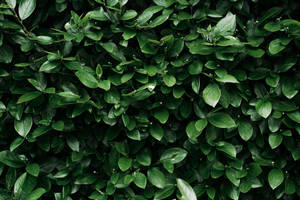 Lush Green Leaves - Nature At Its Finest Wallpaper