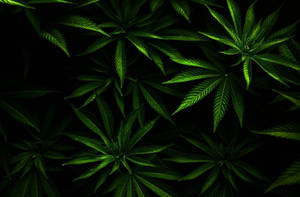 Lush Weed Leaves Wallpaper