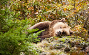 Lying Brown Adult Bear Wallpaper
