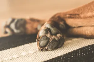 Lying Brown Dog Paws Wallpaper