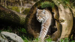 Lynx Emerging From Hollow Log Wallpaper