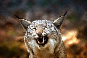 Lynx Yawn Predator Wallpaper