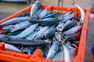 Mackerel Fishes In Orange Basket Wallpaper