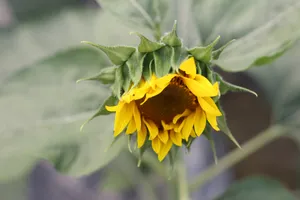 Macro Blooming Sunflower Wallpaper