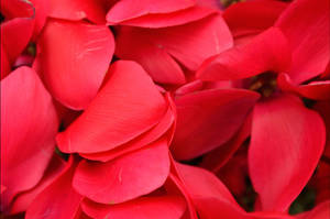 Macro Cyclamen Petals Wallpaper