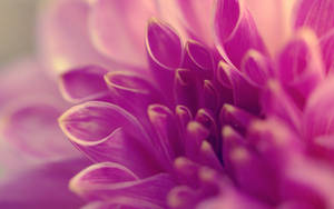 Macro Flower Photograph Of Curled Petals Wallpaper