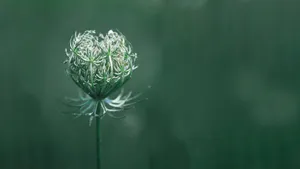 Macro Flower Photography Of Closed Bud Wallpaper