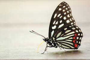 Macro Full Hd Butterfly Black White Wallpaper