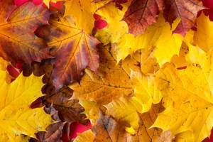 Macro Leaves Fall Desktop Wallpaper