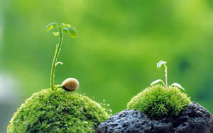 Macro Moss Budding Plants On Rock Wallpaper