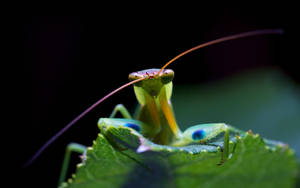 Macro Praying Mantis Wallpaper