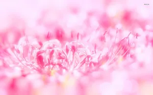 Macro Shot Of Pink Flower Wallpaper