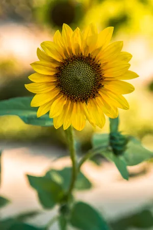 Macro Sunflower Wallpaper