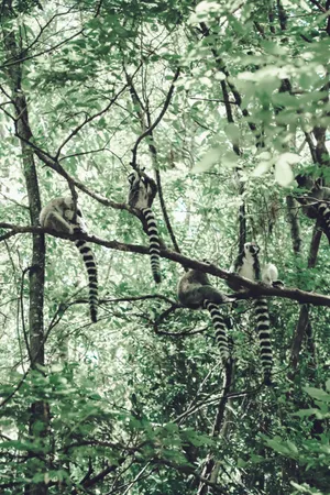 Madagascar Maki Animal Wallpaper