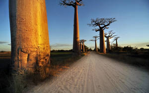 Madagascar Road Wallpaper