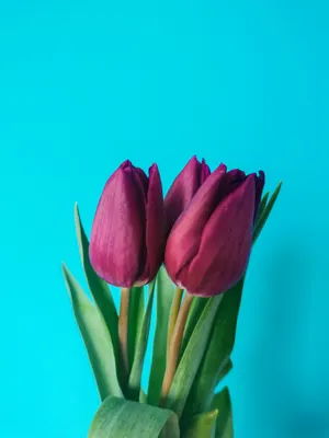 Magenta Tulips Mobile Wallpaper