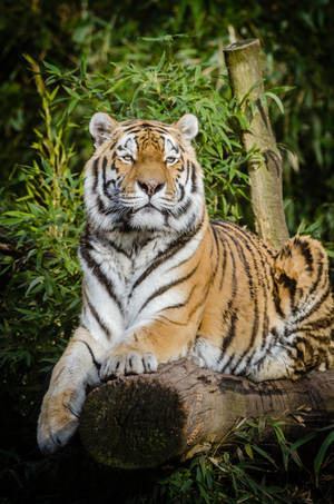 Magnificent Bamboo Siberian Tiger Hd Wallpaper