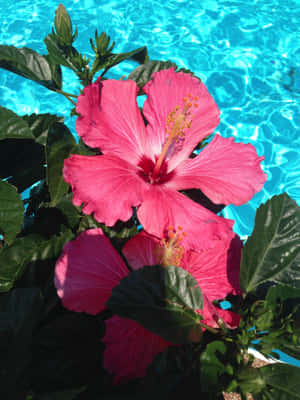 Magnificent Hibiscus Flower Wallpaper