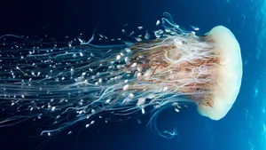 Magnificent White Jellyfish Wallpaper