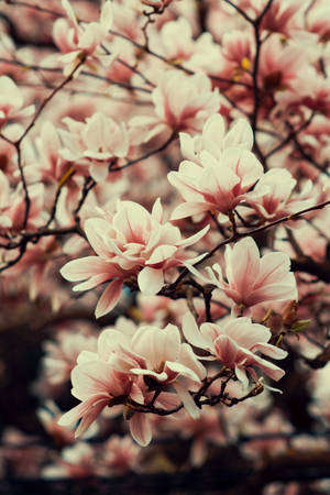 Magnolia Flowers Mobile Wallpaper