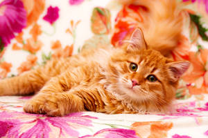 Maine Coon Ginger Cat Full 4k Wallpaper