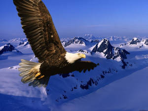 Majestic Aguila Soaring Above Snow-capped Mountains Wallpaper