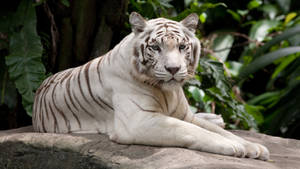 Majestic Albino Harimau On Stony Terrain Wallpaper