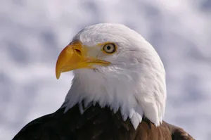 Majestic Bald Eagle Wallpaper