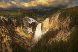 Majestic Bison Roaming The Plains Of Yellowstone Wallpaper